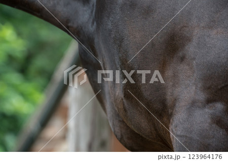 involved with horses involved with horses 123964176