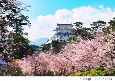 小田原城天守閣と満開の桜 小田原城天守閣と満開の桜 123964213