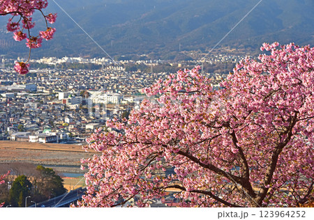 満開の河津桜と足柄の町並み 神奈川県 松田町 満開の河津桜と足柄の町並み 神奈川県 松田町 123964252