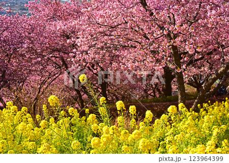 菜の花と河津桜 神奈川県 松田町 菜の花と河津桜 神奈川県 松田町 123964399