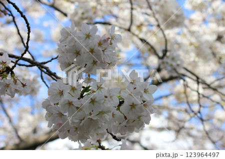 青空に映える満開の白い桜 123964497
