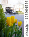 街並みの車を見つめる黄色のチューリップ 123964556