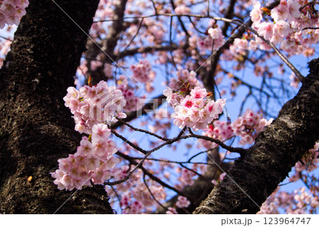 日の光を浴びて咲くピンクの桜の花 123964747