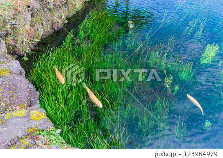 （山梨県）秋の忍野八海　アルピノの虹鱒 123964979