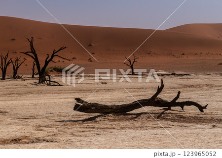 Dead Trees in Deadvlei Dead Trees in Deadvlei 123965052