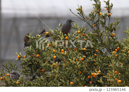 ヒヨドリの食害 123965146