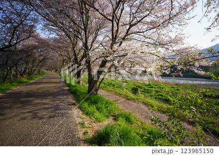 滋賀県長浜市高時川の堤の満開の桜を撮影 滋賀県長浜市高時川の堤の満開の桜を撮影 123965150