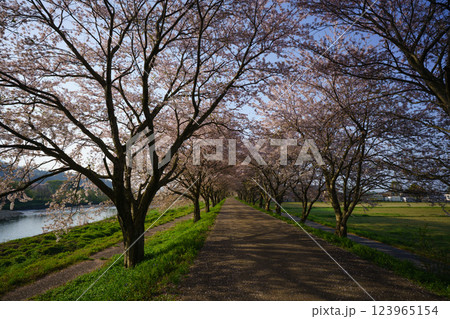 滋賀県長浜市高時川の堤の満開の桜を撮影 滋賀県長浜市高時川の堤の満開の桜を撮影 123965154
