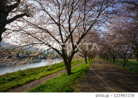 滋賀県長浜市高時川の堤の満開の桜を撮影 123965156