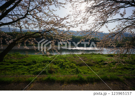 滋賀県長浜市高時川の堤の満開の桜を撮影 滋賀県長浜市高時川の堤の満開の桜を撮影 123965157