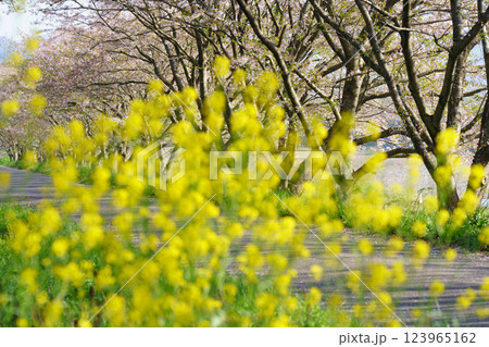 滋賀県長浜市高時川の堤の満開の桜を撮影 123965162