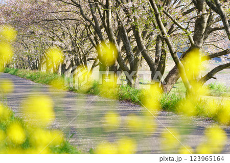 滋賀県長浜市高時川の堤の満開の桜を撮影 123965164