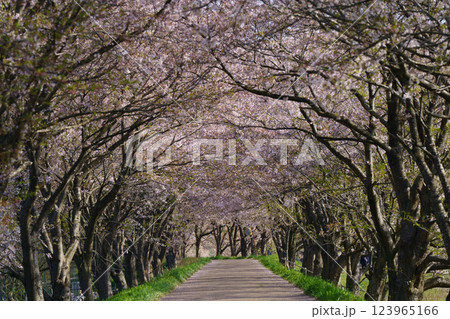 滋賀県長浜市高時川の堤の満開の桜を撮影 123965166