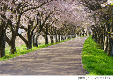 滋賀県長浜市高時川の堤の満開の桜を撮影 滋賀県長浜市高時川の堤の満開の桜を撮影 123965175