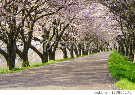 滋賀県長浜市高時川の堤の満開の桜を撮影 123965179