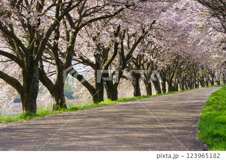 滋賀県長浜市高時川の堤の満開の桜を撮影 滋賀県長浜市高時川の堤の満開の桜を撮影 123965182