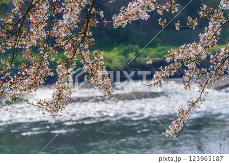 滋賀県長浜市高時川の堤の満開の桜を撮影 123965187
