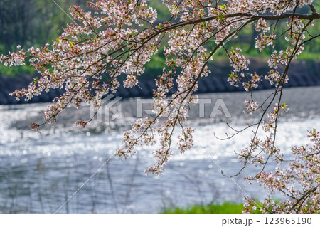 滋賀県長浜市高時川の堤の満開の桜を撮影 滋賀県長浜市高時川の堤の満開の桜を撮影 123965190