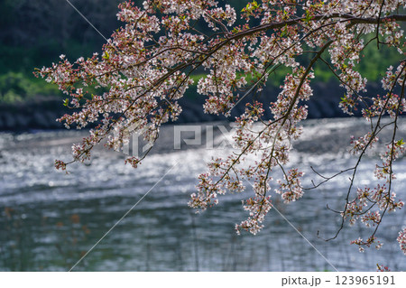 滋賀県長浜市高時川の堤の満開の桜を撮影 滋賀県長浜市高時川の堤の満開の桜を撮影 123965191