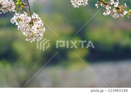 滋賀県長浜市高時川の堤の満開の桜を撮影 123965198