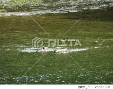 川で泳ぐカモのつがい 123965206