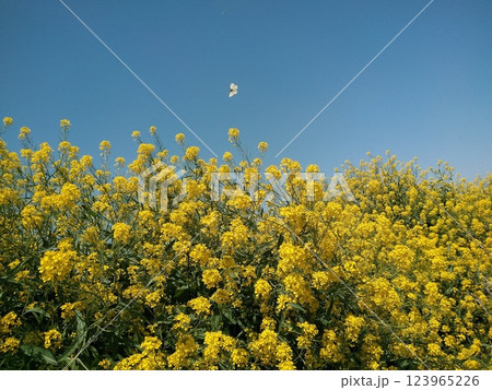 菜の花と青空と蝶々 123965226