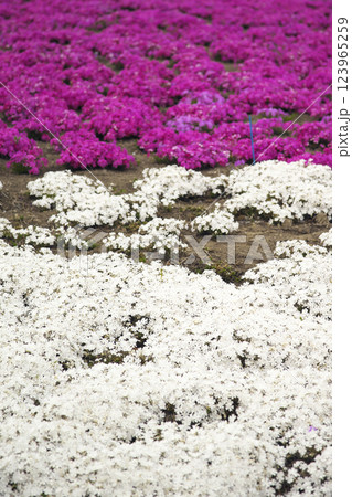 高崎市 みさと芝桜公園 高崎市 みさと芝桜公園 123965259