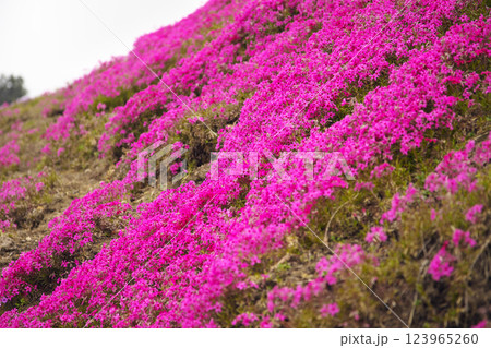 高崎市 みさと芝桜公園 123965260