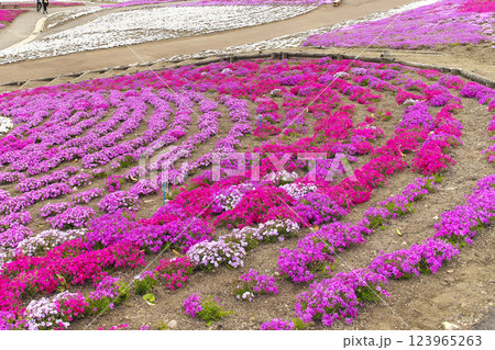 高崎市 みさと芝桜公園 高崎市 みさと芝桜公園 123965263