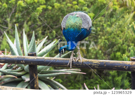 Wild animal world. Peacock sitting on the railing of the fence Wild animal world. Peacock sitting on the railing of the fence 123965329