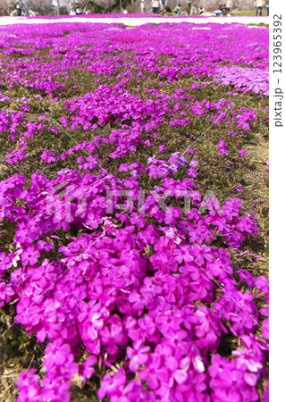 高崎市 みさと芝桜公園 高崎市 みさと芝桜公園 123965392
