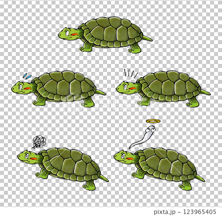 綠海龜套裝 綠海龜套裝 123965405