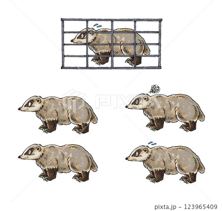 アナグマセット 123965409
