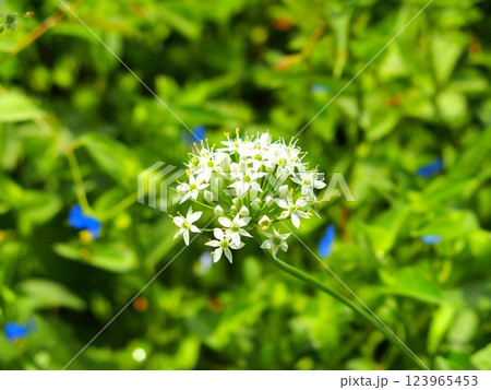 初秋の畑の畔に咲くニラの花 (クローズアップ) 初秋の畑の畔に咲くニラの花 (クローズアップ) 123965453
