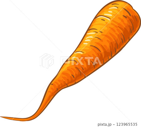 Carrot Root  Colored Detailed Illustration 123965535