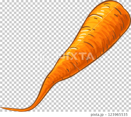 Carrot Root  Colored Detailed Illustration 123965535