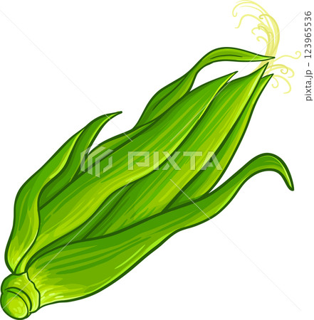 Corn on the Cob Colored Detailed Illustration. Organic natural nutritional healthy food ingredient, vegetarian diet product.  123965536