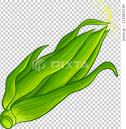 Corn on the Cob Colored Detailed Illustration. Organic natural nutritional healthy food ingredient, vegetarian diet product.  123965536