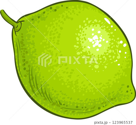 Lime Fruit Colored Detailed Illustration 123965537