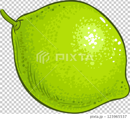 Lime Fruit Colored Detailed Illustration 123965537