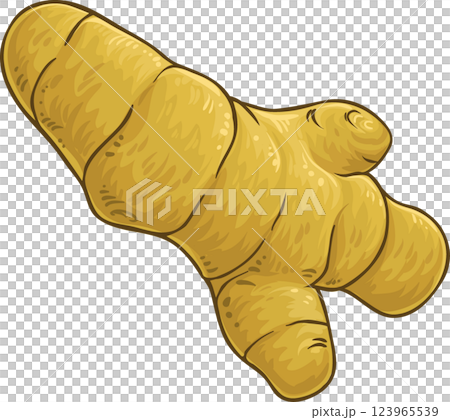 Turmeric  Root Colored Detailed Illustration. 123965539