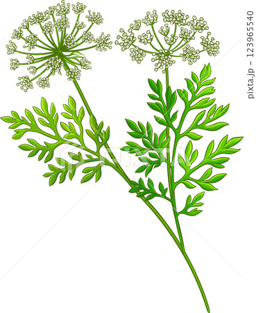 Carrot Seeds with Leaves Colored Detailed Illustration 123965540