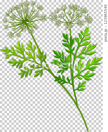 Carrot Seeds with Leaves Colored Detailed Illustration Carrot Seeds with Leaves Colored Detailed Illustration 123965540