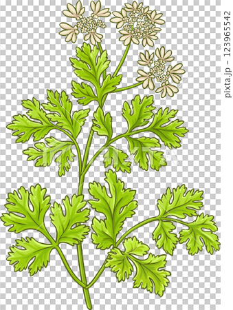 Coriander Branch Colored Detailed Illustration 123965542