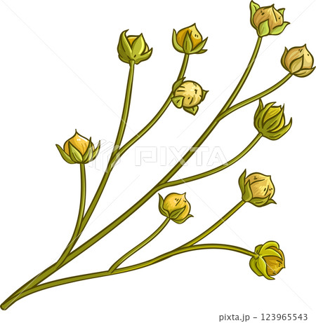 Flax Branch Colored Detailed Illustration 123965543