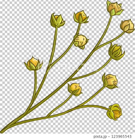 Flax Branch Colored Detailed Illustration 123965543