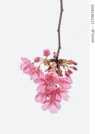 早咲きの河津桜の透きとおるピンク色の花びら 123965609