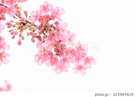 早咲きの河津桜の透きとおるピンク色の花びら 123965610