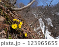 支笏湖の山に咲く福寿草と残雪の山肌 123965655