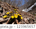 支笏湖の山に咲く福寿草と残雪 123965657